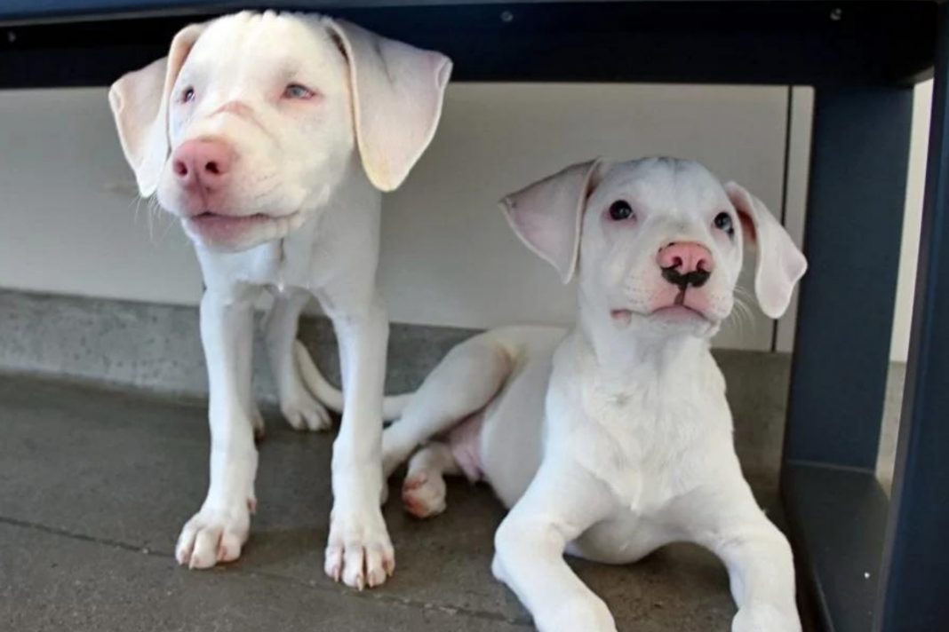 Cãozinho cuida da irmã surda e cega como se fosse seu cão-guia