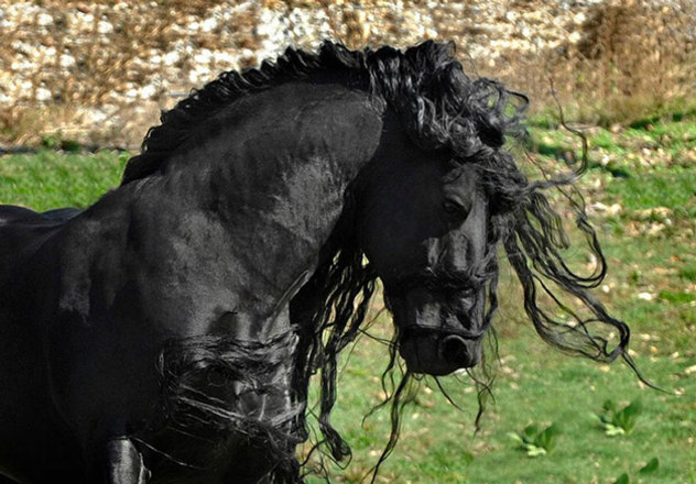 sabervivermais.com - Cavalo mais bonito do mundo bomba na internet e encanta as pessoas