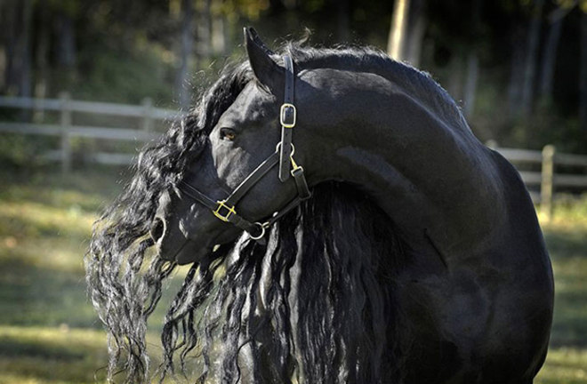 sabervivermais.com - Cavalo mais bonito do mundo bomba na internet e encanta as pessoas