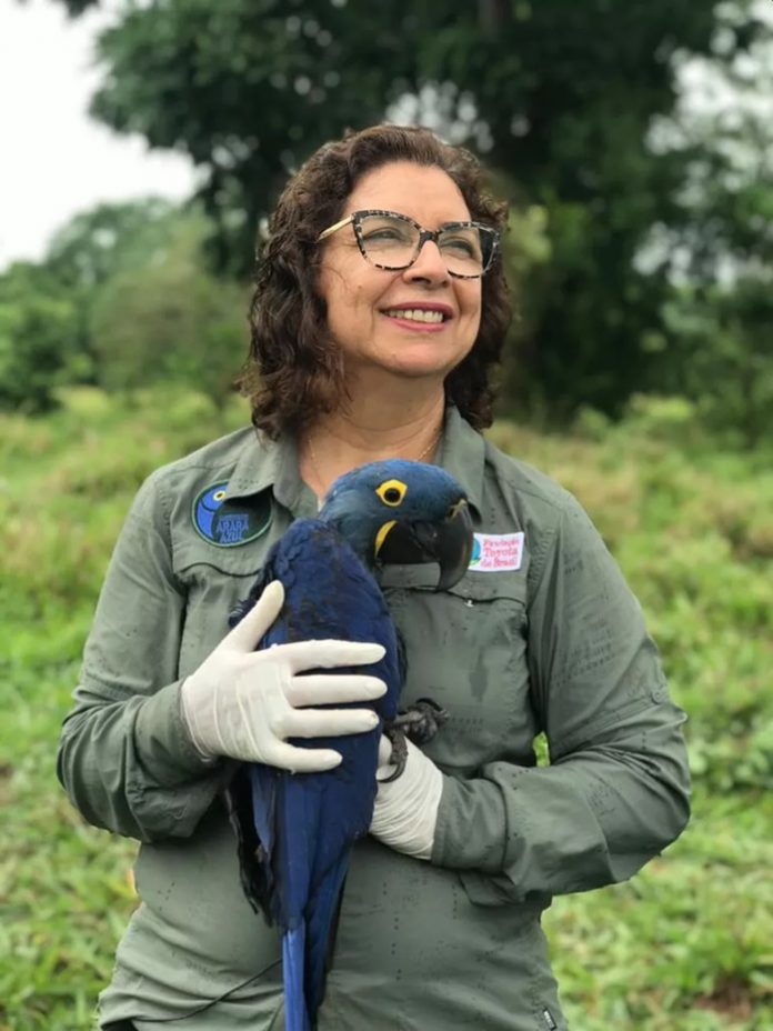 sabervivermais.com - Bióloga brasileira que salvou a Arara Azul da extinção concorre ao prêmio "Faz Diferença"
