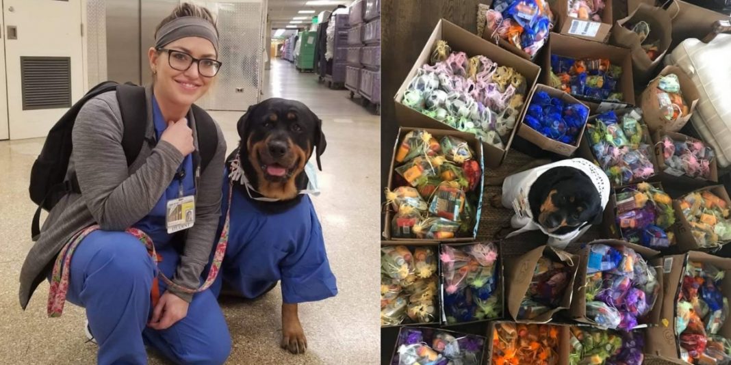 “Dogtor Loki”, um cãoterapia que entrega pacotes de cuidados à trabalhadores de hospitais.