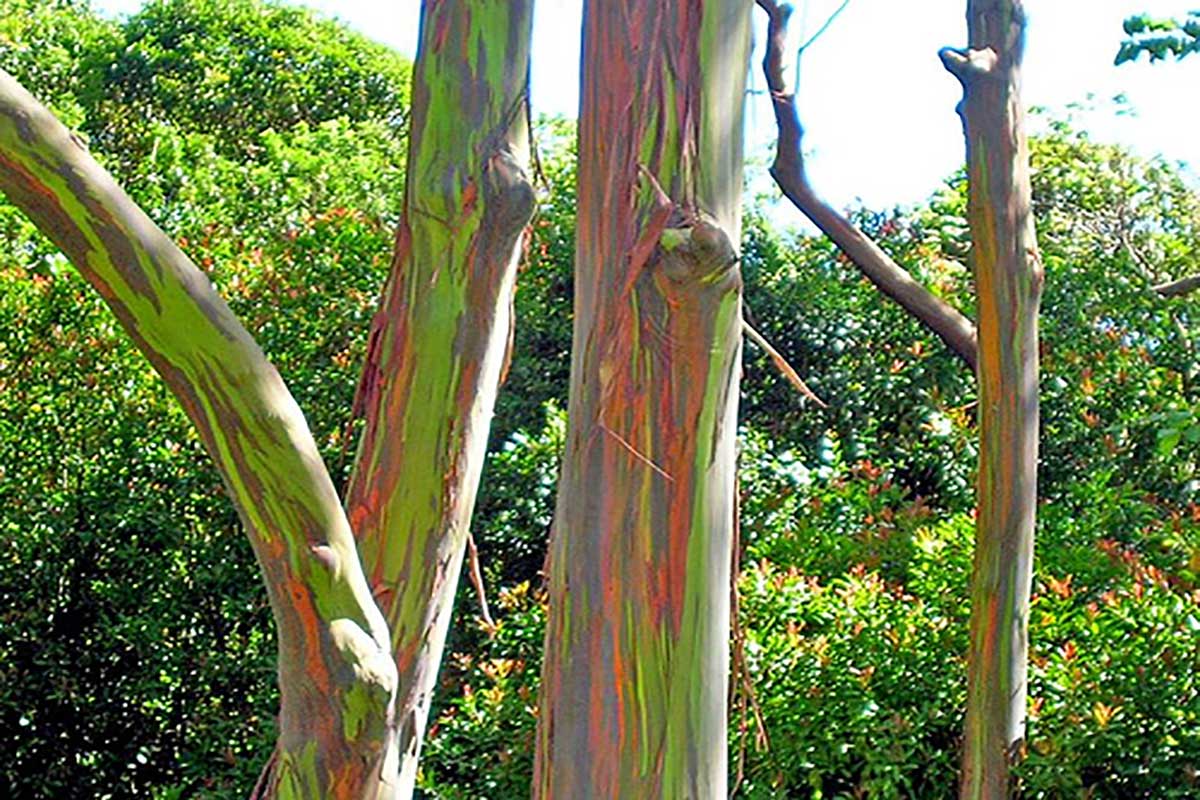 sabervivermais.com - Árvore arco-íris a mais linda do mundo!