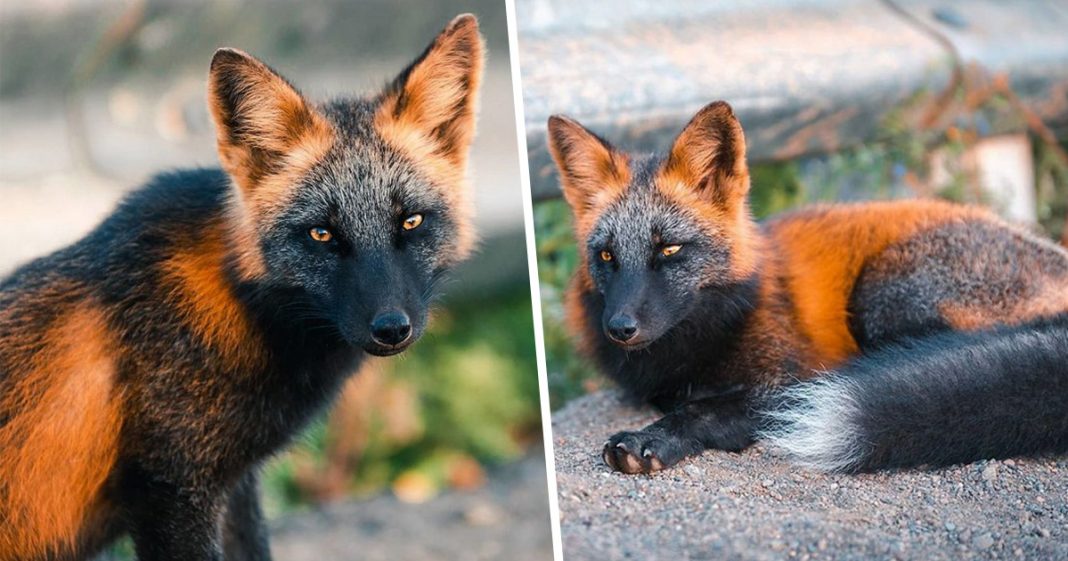 Uma exótica ”raposa de fogo” é fotografada desfrutando de sua liberdade no Canadá