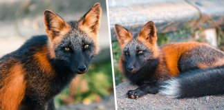 Uma exótica ”raposa de fogo” é fotografada desfrutando de sua liberdade no Canadá