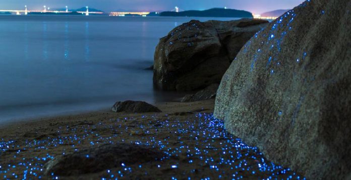 sabervivermais.com - Após 60 anos, praia de Acapulco volta a brilhar com fenômeno natural raríssimo!