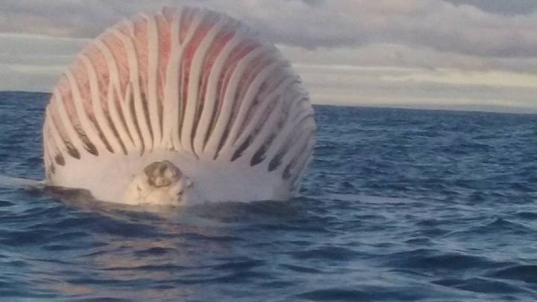 Pescadores encontraram um enorme balão rosa flutuando no Oceano Índico.