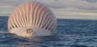 Pescadores encontraram um enorme balão rosa flutuando no Oceano Índico.