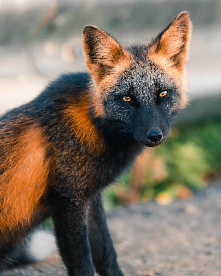 sabervivermais.com - Uma exótica ''raposa de fogo'' é fotografada desfrutando de sua liberdade no Canadá