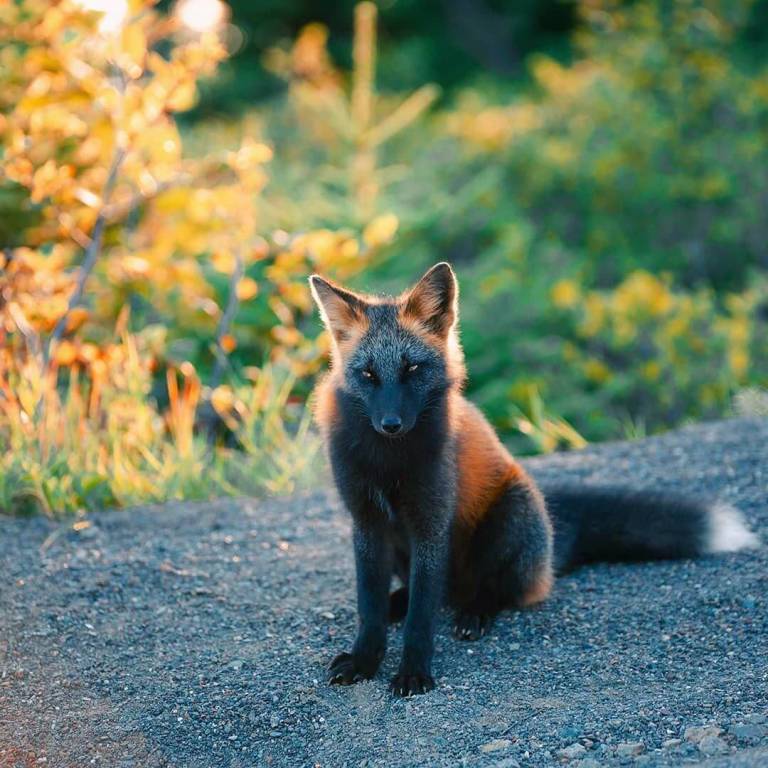 sabervivermais.com - Uma exótica ''raposa de fogo'' é fotografada desfrutando de sua liberdade no Canadá