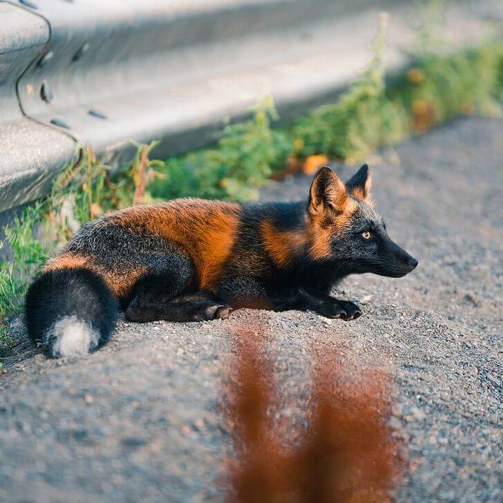 sabervivermais.com - Uma exótica ''raposa de fogo'' é fotografada desfrutando de sua liberdade no Canadá