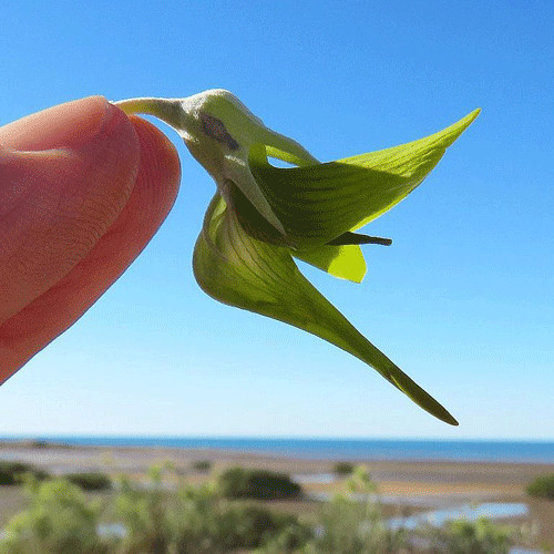 sabervivermais.com - As flores desta planta têm a forma de pequenos beija-flores