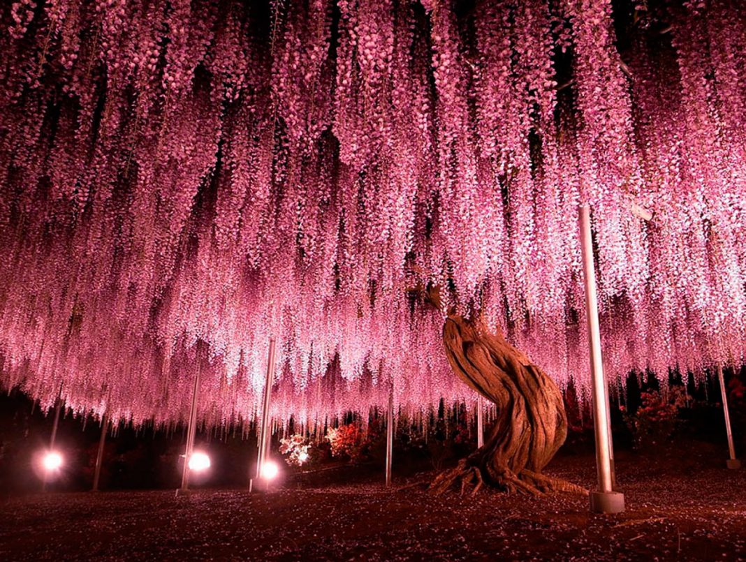 Esta videira no Japão de 144 anos parece um lindo céu rosa!