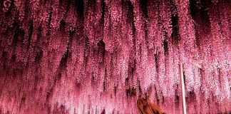 Esta videira no Japão de 144 anos parece um lindo céu rosa!