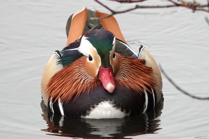 sabervivermais.com - Pato mandarim é visto nos lagos da América do Norte. Sua plumagem o torna "o mais bonito do mundo"