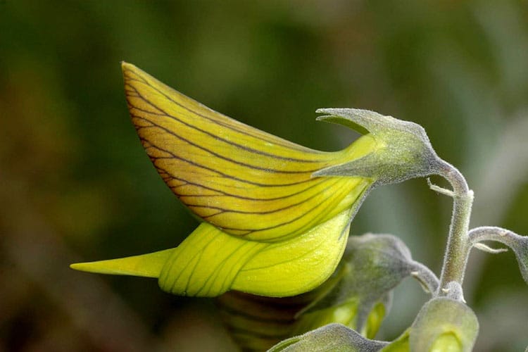 sabervivermais.com - As flores desta planta têm a forma de pequenos beija-flores