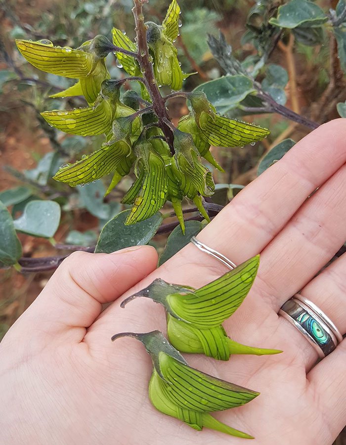 sabervivermais.com - As flores desta planta têm a forma de pequenos beija-flores