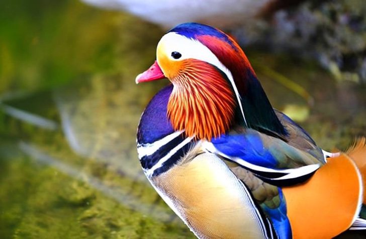 sabervivermais.com - Pato mandarim é visto nos lagos da América do Norte. Sua plumagem o torna "o mais bonito do mundo"