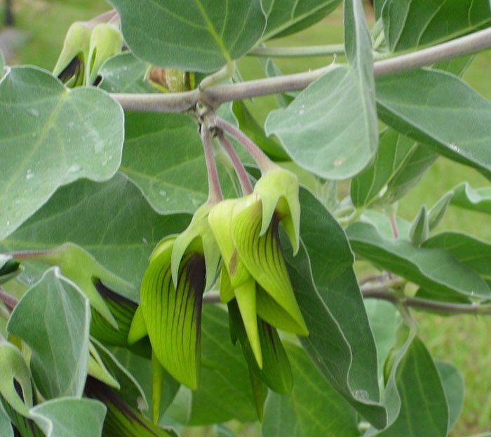 sabervivermais.com - As flores desta planta têm a forma de pequenos beija-flores