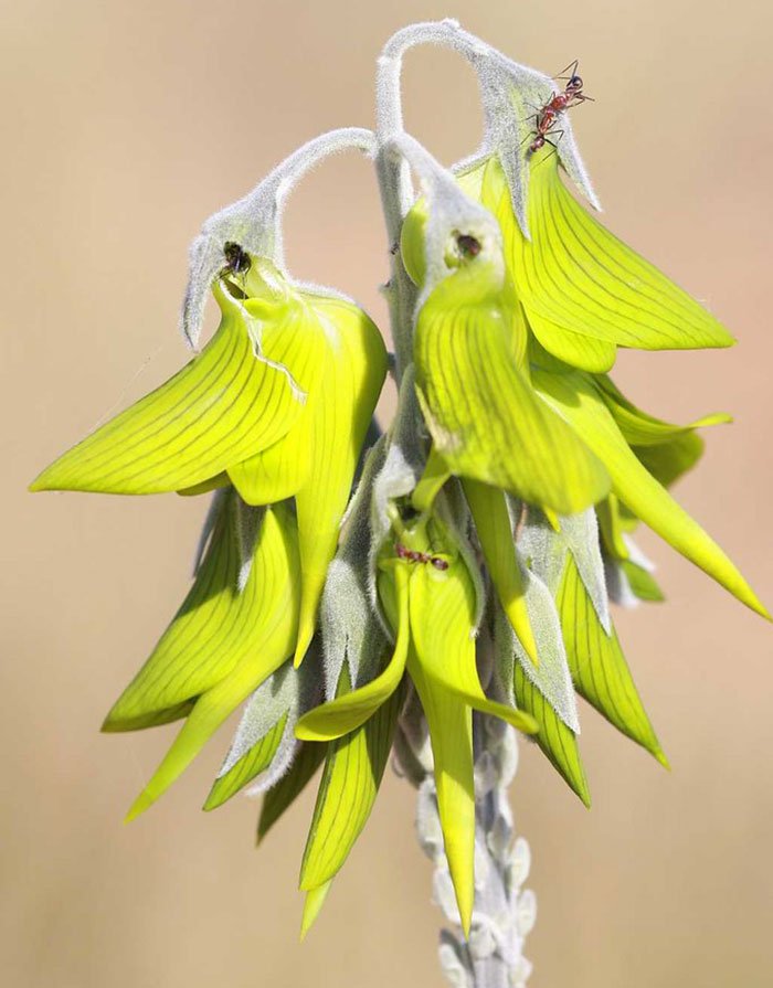 sabervivermais.com - As flores desta planta têm a forma de pequenos beija-flores