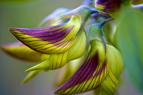sabervivermais.com - As flores desta planta têm a forma de pequenos beija-flores