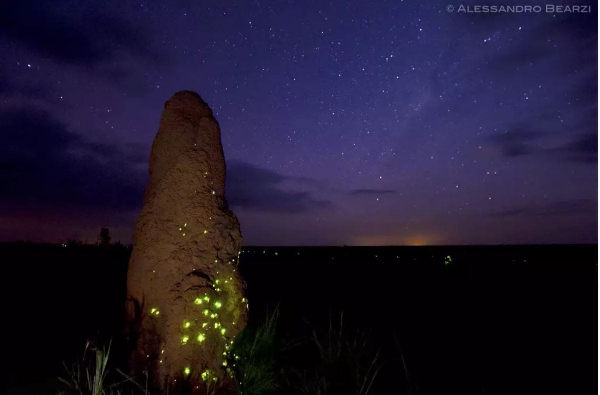 agrandeartedeserfeliz.com - Cupinzeiros iluminados por vaga-lumes no cerrado brasileiro, parecem castelos de fadas