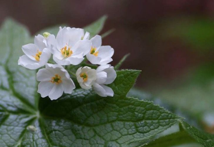 sabervivermais.com - Estas flores raras tornam-se transparentes com água