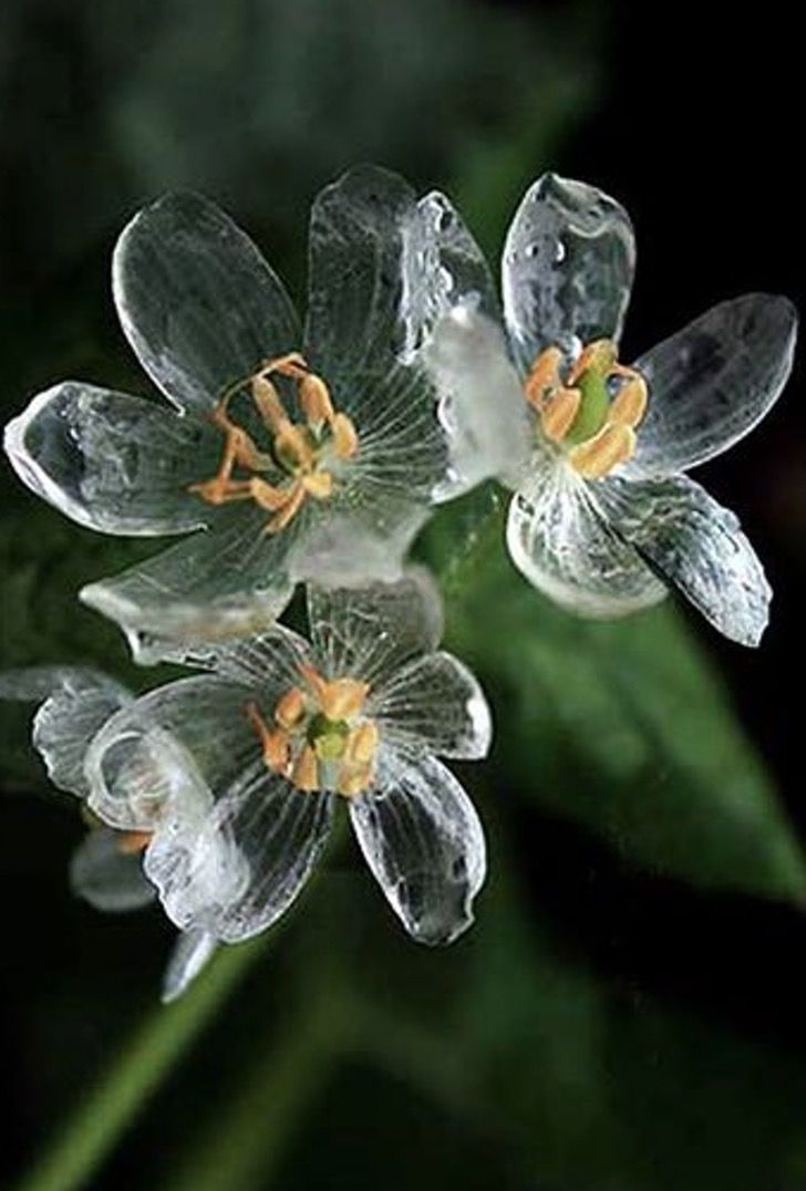 sabervivermais.com - Estas flores raras tornam-se transparentes com água