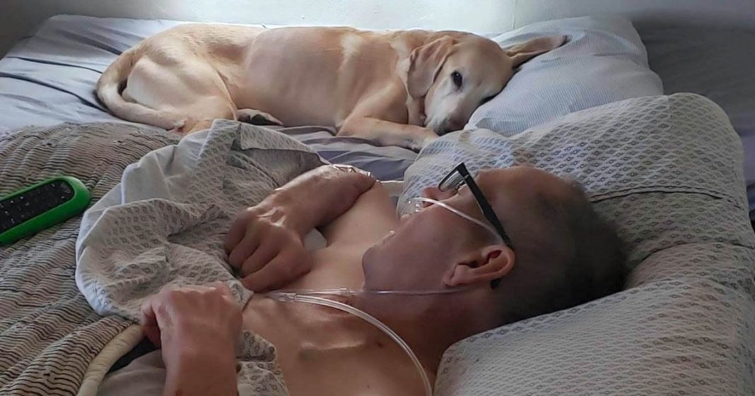 Labrador falece uma hora após o seu dono falecer com câncer