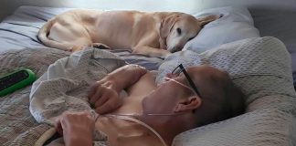 Labrador falece uma hora após o seu dono falecer com câncer