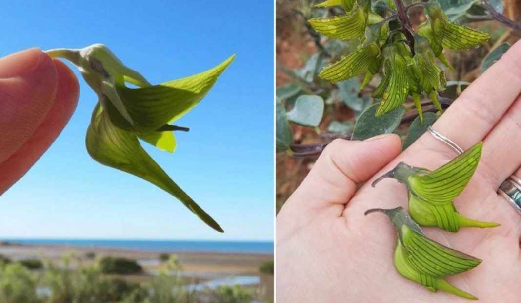 As flores desta planta têm a forma de pequenos beija-flores