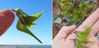 As flores desta planta têm a forma de pequenos beija-flores