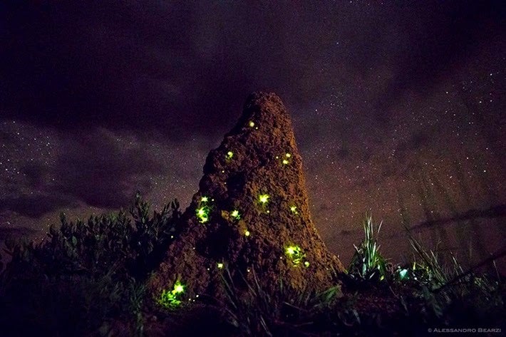 sabervivermais.com - Cupinzeiros iluminados por vaga-lumes no cerrado brasileiro, parecem castelos de fadas