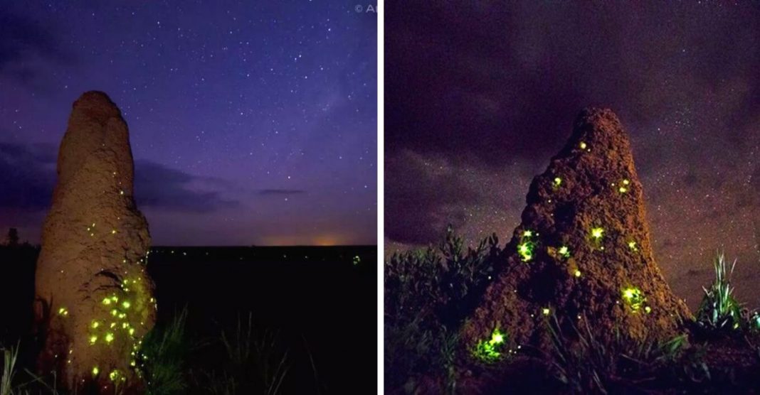 Cupinzeiros iluminados por vaga-lumes no cerrado brasileiro, parecem castelos de fadas