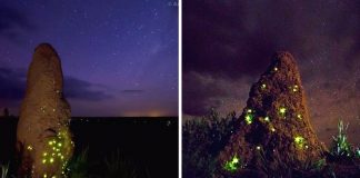 Cupinzeiros iluminados por vaga-lumes no cerrado brasileiro, parecem castelos de fadas