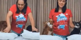 Luisa Mell denuncia mulher por maus-tratos após ‘desafio da farinha’ com cães