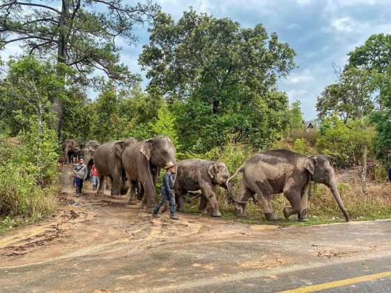 sabervivermais.com - Na Tailândia, após fechamento de atrações turísticas, 1476 elefantes voltam para natureza