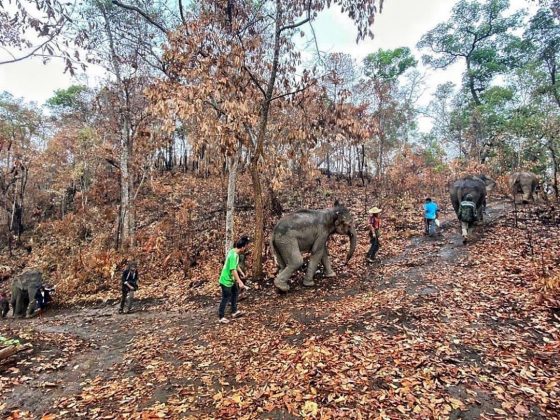 sabervivermais.com - Na Tailândia, após fechamento de atrações turísticas, 1476 elefantes voltam para natureza