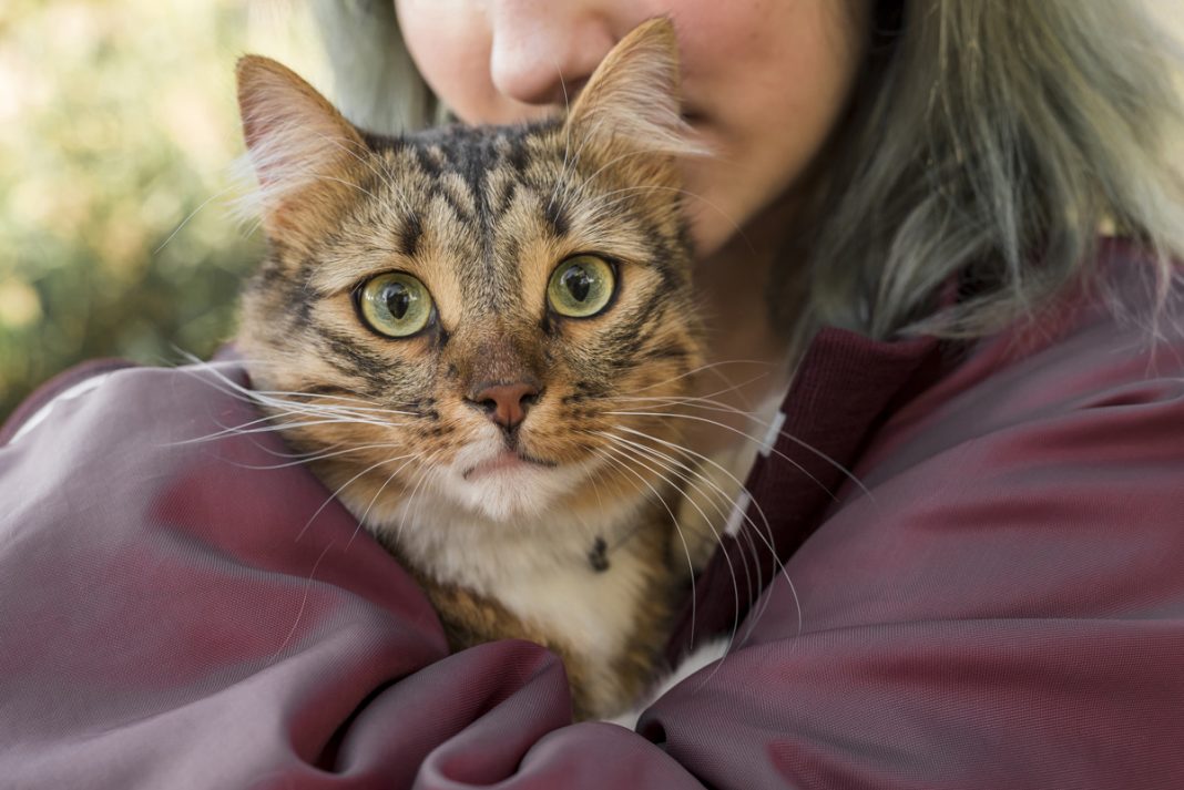 Médica espanhola acredita que donos(a) de gatos tem mais tolerância a Covid-19