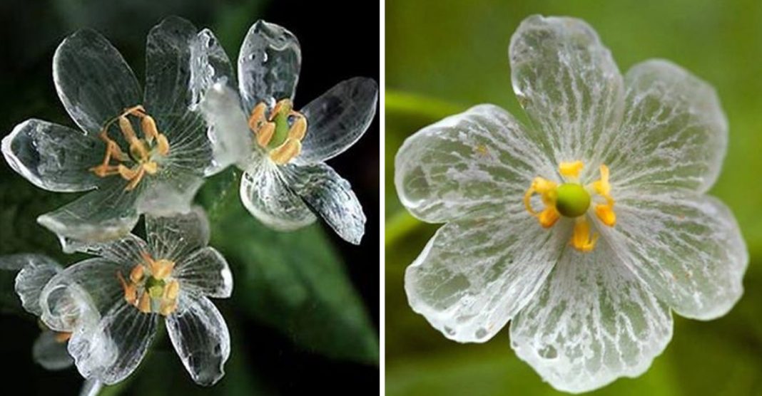 Estas flores raras tornam-se transparentes com água