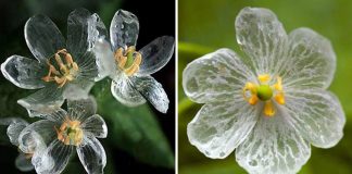 Estas flores raras tornam-se transparentes com água
