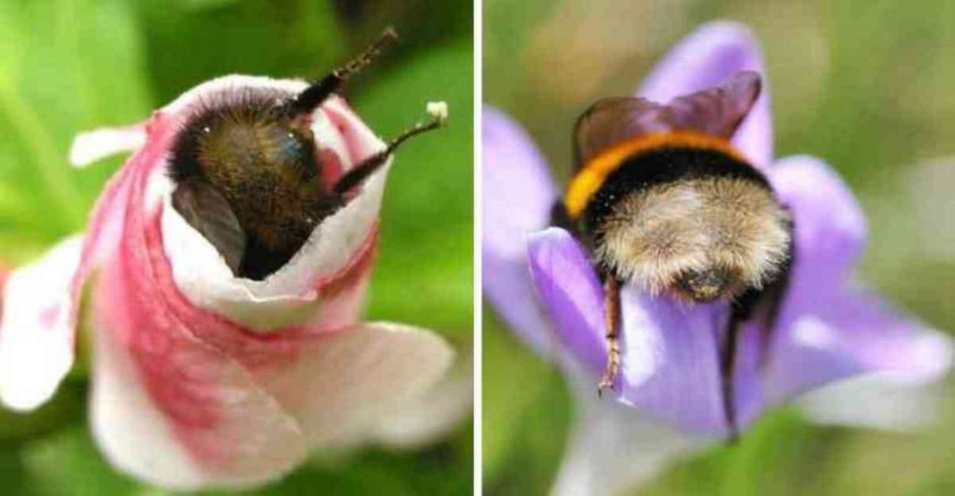 Fotos de Abelhas descansando com o “bumbum pra cima” dentro de flores viralizam na web