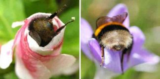 Fotos de Abelhas descansando com o “bumbum pra cima” dentro de flores viralizam na web