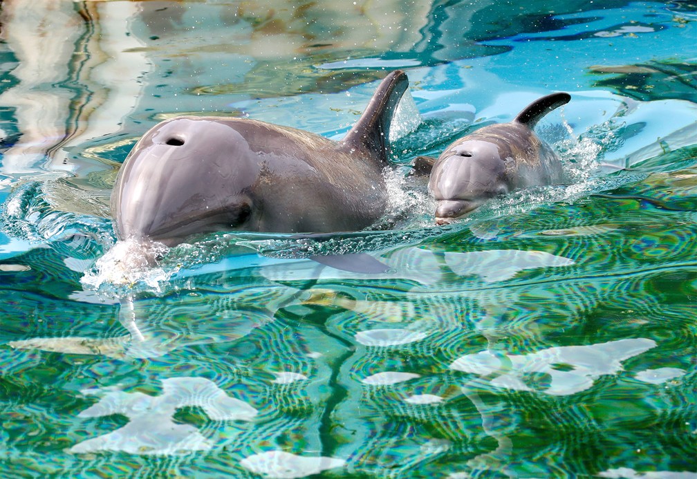 sabervivermais.com - Nasce no parque de animais marinhos na França a 2ª geração de golfinho-nariz-de-garrafa