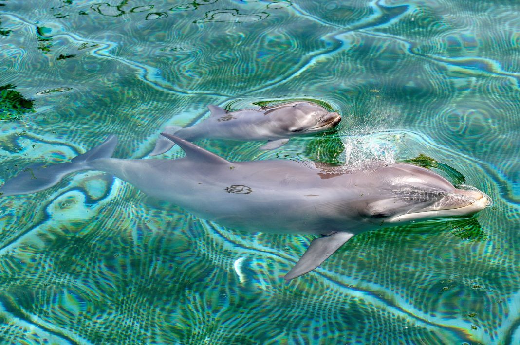 Nasce no parque de animais marinhos na França a 2ª geração de golfinho-nariz-de-garrafa