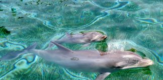 Nasce no parque de animais marinhos na França a 2ª geração de golfinho-nariz-de-garrafa