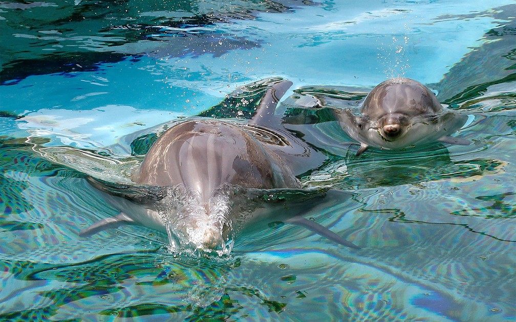 sabervivermais.com - Nasce no parque de animais marinhos na França a 2ª geração de golfinho-nariz-de-garrafa