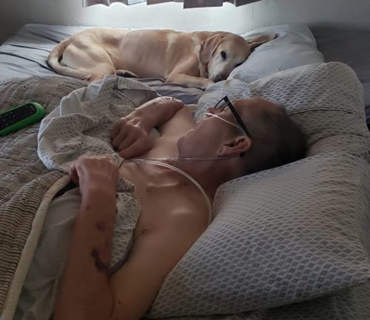 sabervivermais.com - Labrador falece uma hora após o seu dono falecer com câncer