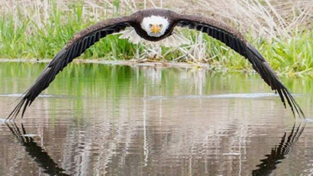 Fotógrafo captura a foto perfeita de uma águia voando sobre um lago
