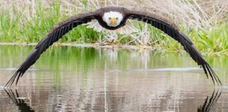 Fotógrafo captura a foto perfeita de uma águia voando sobre um lago