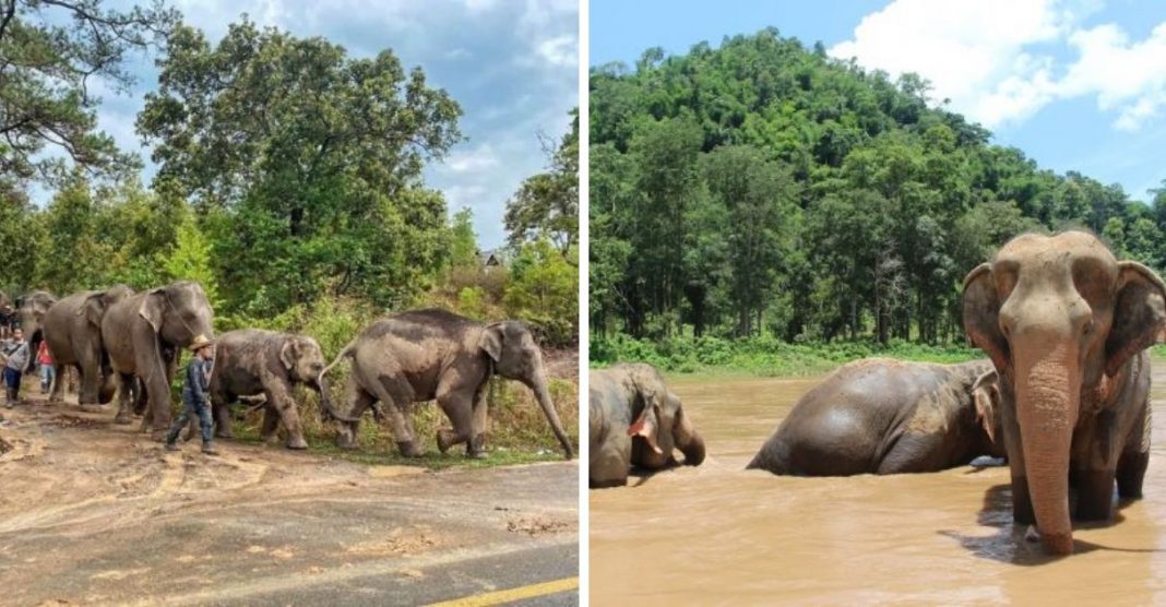 Na Tailândia, após fechamento de atrações turísticas, 1476 elefantes voltam para natureza